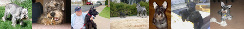 [standard] 標準, 基準, 規準 / [schnauzer] シュナウザー, シュナウツァー