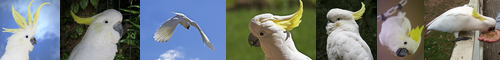 [sulphur-crested cockatoo] 黄巴旦, キバタン, きばたん