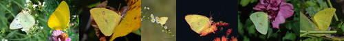 [sulphur] 硫黄, サルファ, イオウ / [butterfly] 蝶, 蝶々, 蝴蝶