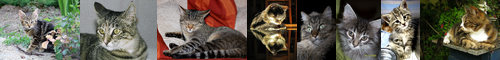 [tabby] 虎猫, トラネコ, トラ猫