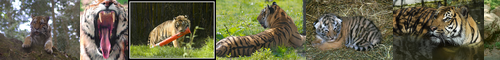 [tiger] 虎, トラ, タイガー, とら, tora, 寅, 虎 とら