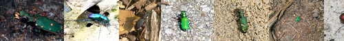 [tiger beetle] 斑猫, ハンミョウ, 路導, 道しるべ, 道導, 道教, 道教え, 道標, ハンミョウ亜科, どうひょう, はんみょう, みちおしえ, みちしるべ, みちじるし