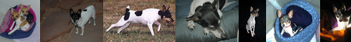 [toy terrier] トイテリア