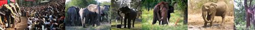 [tusker] 