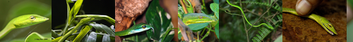 [vine] 蔓, つる植物, 蔓草 / [snake] 蛇, ヘビ, へび