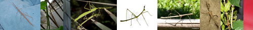 [walking stick] 杖, ステッキ, ナナフシ, 七節, 竹節虫, sutekki, tsue, つえ, ななふし, スティック