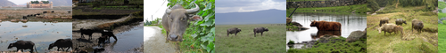 [water buffalo] 水牛, スイギュウ, 呉牛, すいぎゅう, ウォーターバッファロー