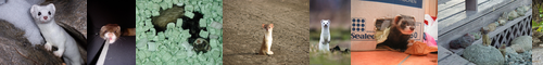 [weasel] イタチ, 鼬, 鼬鼠, 飯綱, itachi, いたち