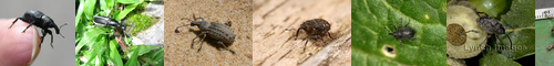 [weevil] 象虫, ぞうむし, ゾウムシ