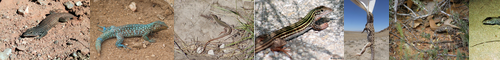 [whiptail] 